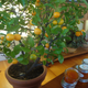 Image for article titled The Main Ingredient: Mom's Orange Tree